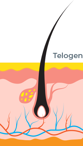 Telogen